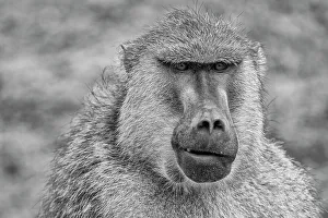 Animal Preserve Prints: Baboon, Amboseli National Park, Africa