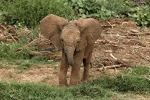 Images Dated 8th September 2011: Baby Africa elephant, Samburu National Game Reserve, Kenya; Africa
