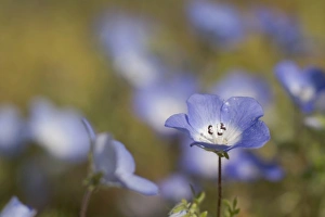 Type Prints: baby blue-eyes in bloom, Central Coast, Paso Robles, California