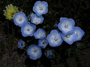 Betty Sederquist Prints: Baby blue eyes wildflowers