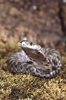 Moss Prints: Baby Eastern Hognose Snake in defensive pose, Heterodon platyrhinos, Native to South