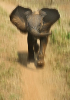 National Reserve Prints: Baby elephant charging, Samburu National Reserve, Kenya