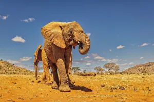 Animal Preserve Prints: Baby elephant, Tsavo West National Park, Africa