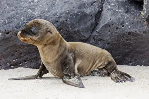 Juvenile Prints: Baby Galapagos sealion pup, Espanola Island, Galapagos Islands, Ecuador