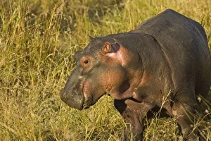 Images Dated 10th September 2007: Baby Hippo out