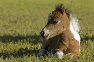 Images Dated 19th May 2011: Baby Miniature horse paint colt