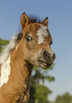 Babies Prints: Baby Miniature horse paint colt