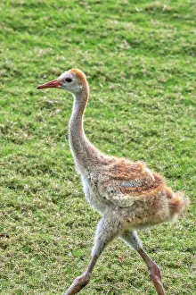 Gruidae Prints: Baby sandhill crane