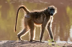 Baboon Prints: A back-lit portrait of a chacma baboon