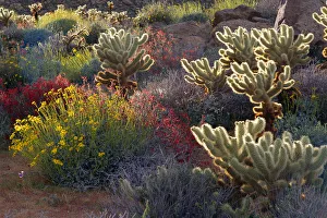 Prints of Backlight on Brittlebush, Jumping Cholla, and Chuparosa in bloom near Plum Canyon, Anza-Borrego Desert State Park, California, USA Images Dated 2018 December: Backlight on Brittlebush, Jumping Cholla, and Chuparosa in bloom near Plum Canyon