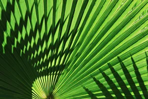 Preserve Prints: Backlight on California fan palms, Anza-Borrego Desert State Park, California, USA