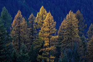 Images Dated 26th November 2021: Backlit autumn larch trees in the Kootenai National Forest, Montana, USA