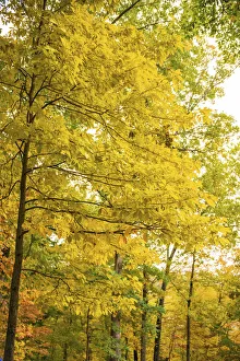 Images Dated 20th September 2019: Backlit Autumn Yellow Foliage in Clifty Creek Park, Southern Indiana