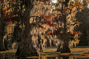 Images Dated 17th January 2024: Backlit bald cypress trees and autumn colors in southern swamp, Caddo Lake, Texas