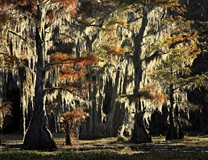 Images Dated 17th January 2024: Backlit bald cypress trees and autumn colors in southern swamp, Caddo Lake, Texas