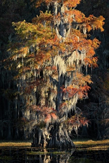 Images Dated 17th January 2024: Backlit bald cypress trees and autumn colors in southern swamp, Caddo Lake, Texas