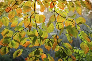Backlit Prints: Backlit branch with golden leaves