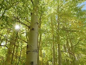 Backlit Prints: Backlit fall aspen trees, Eastern Sierras, Bishop, California