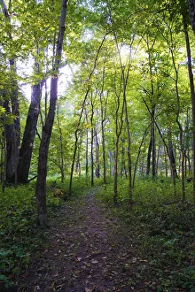 Backlit Prints: Backlit Forest, Tippecanoe State Park, Indiana, USA
