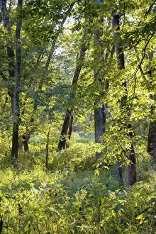 Images Dated 6th September 2021: Backlit forest, Tippecanoe State Park, Indiana, USA
