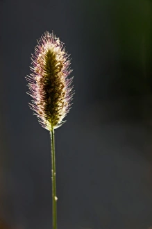 Images Dated 25th May 2011: Backlit grass