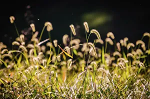 Images Dated 25th June 2019: Backlit grass seedhead