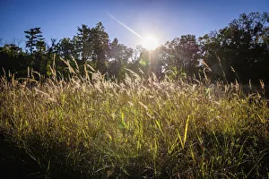 Backlit Prints: Backlit grass, Tippecanoe State Park, Indiana, USA