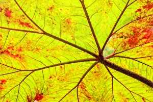 Images Dated 27th October 2010: Backlit leaf, starting to turn red in autumn