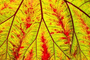 Backgrounds Prints: Backlit leaf, starting to turn red in autumn