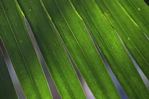 Queensland Prints: Backlit leaves of a palm tree form patterns at the Freshwater Lake section of Centenary