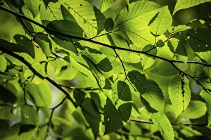 Backlit leaves, Whitewater Memorial State Park, Indiana, USA