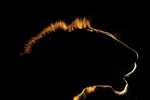 Backlit Prints: A backlit portrait of a lion, Panthera leo, at sunset. Voi, Tsavo Conservation Area, Kenya