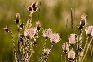 Images Dated 9th June 2007: Backlit prairie smoke in meadow near Lewistown Montana