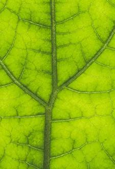 Backgrounds Prints: Backlit Rainforest Broad Leaf, Tari, Papua New Guinea