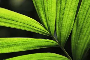 Queensland Prints: Backlit rainforest plants create abstract patterns in the Cairns Botanic Gardens