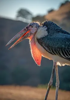 Images Dated 2023: Backlit View of a Marabou Stork, Lotus, California, USA