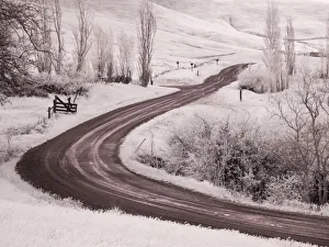 Balsamroot Prints: Backroad leading through Spring wildflowers