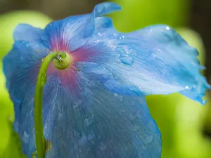 Back Prints: Backside of blue poppy with dew drops