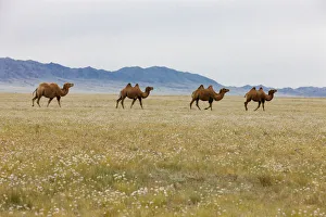 Bactrian Camel Herd. Gobi Desert. Mongolia