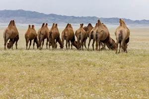 Bactrian Camel Herd. Gobi Desert. Mongolia