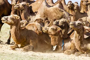 Bactrian Camel Herd. Gobi Desert. Mongolia