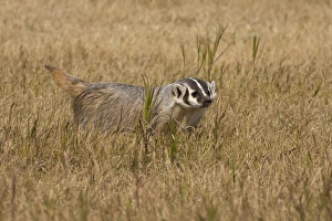 Images Dated 14th September 2006: Badger (Captive) Taxidea taxus Widespread US