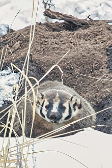 Yellowstone Prints: Badger in Lamar Valley in Yellowstone National Park