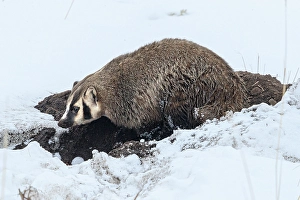 Yellowstone Prints: Badger in Lamar Valley in Yellowstone National Park