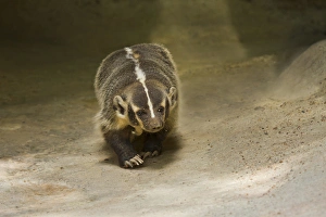 Images Dated 23rd May 2012: Badger (Taxidea taxus) prowling for prey, Texas