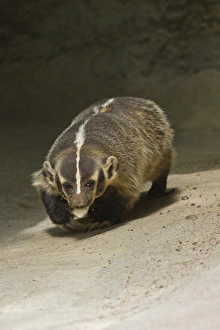 Hair Prints: Badger (Taxidea taxus) prowling for prey, Texas