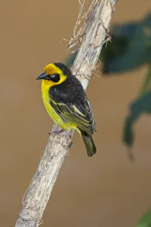 Prints of A baglafecht weaver perched on a twig Africa Prints: A baglafecht weaver perched on a twig