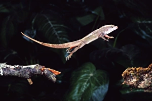 Leap Prints: Bahama Brown Anole, Anolis sagrei, Native to South Eastern US, Bahamas