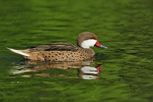Images Dated 22nd April 2009: Bahama Pintail duck, Anas bahamensis