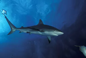 Images Dated 13th January 2004: Bahamas Caribbean reef shark